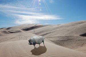 pigs, Animals, Desert, Nature, Landscape, Sand
