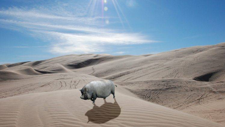pigs, Animals, Desert, Nature, Landscape, Sand HD Wallpaper Desktop Background
