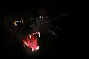 cat, Black Cats, Animals, Open Mouth