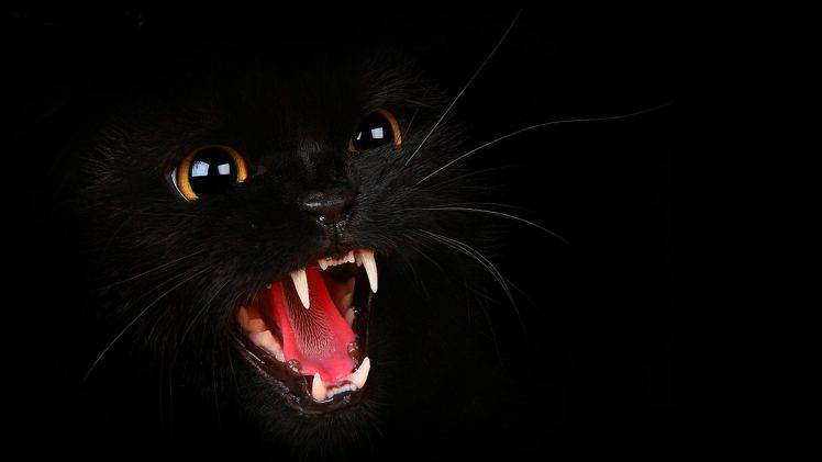 cat, Black Cats, Animals, Open Mouth HD Wallpaper Desktop Background