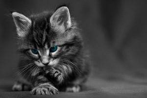 cat, Kittens, Baby Animals, Blue Eyes, Selective Coloring, Animals, Texture