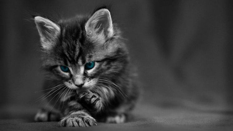 cat, Kittens, Baby Animals, Blue Eyes, Selective Coloring, Animals, Texture HD Wallpaper Desktop Background