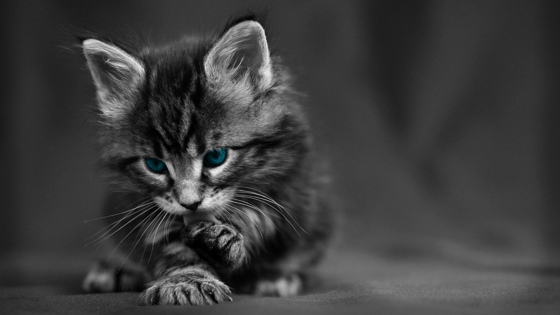 cat, Kittens, Baby Animals, Blue Eyes, Selective Coloring, Animals, Texture Wallpaper