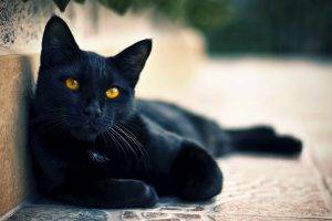cat, Black Cats, Animals, Hazel Eyes