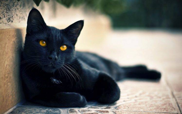 cat, Black Cats, Animals, Hazel Eyes HD Wallpaper Desktop Background