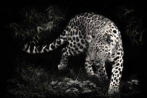 photo Manipulation, Leopard, Animals