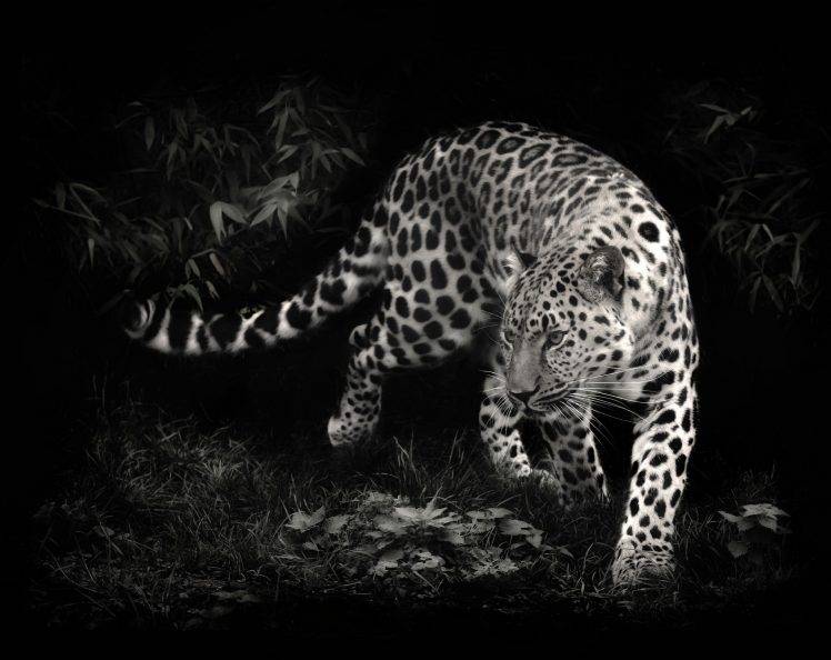 photo Manipulation, Leopard, Animals HD Wallpaper Desktop Background