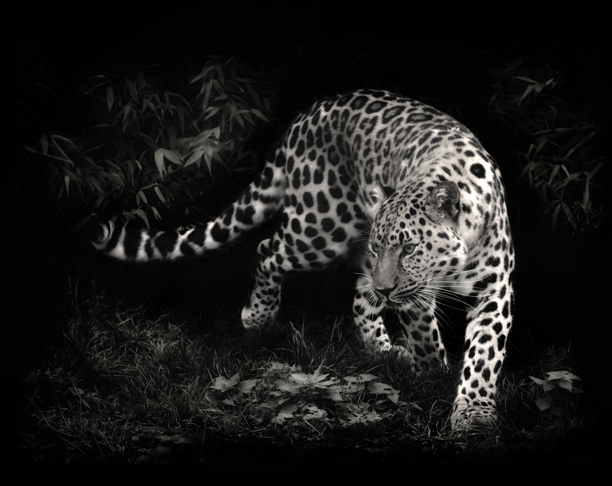 photo Manipulation, Leopard, Animals Wallpaper