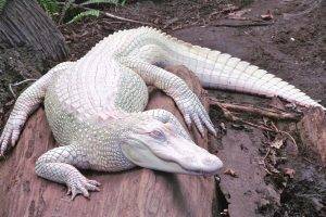 alligators, Albino, Nature, Animals