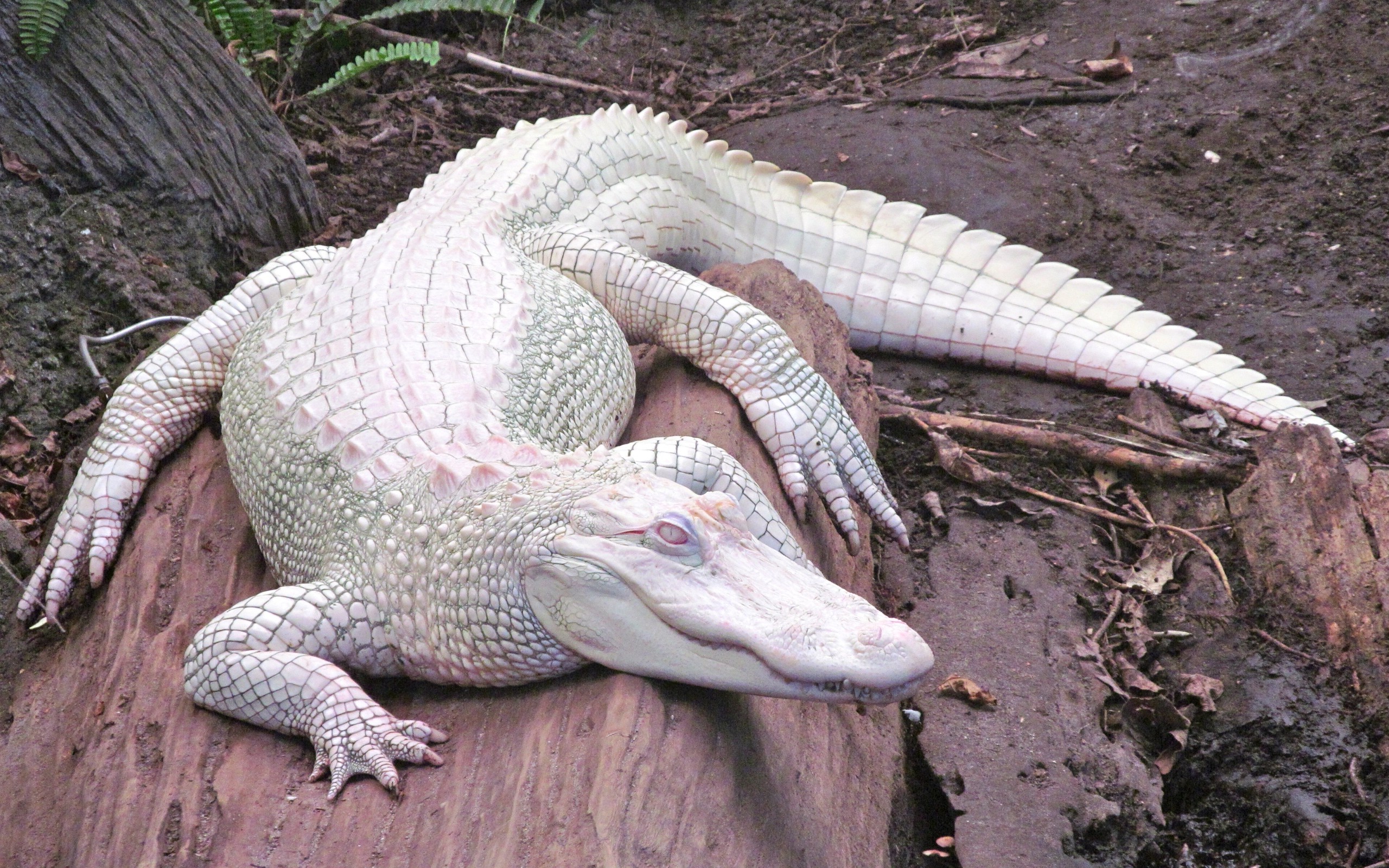 alligators, Albino, Nature, Animals Wallpaper