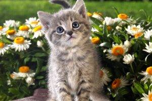 animals, Kittens, Cat, Flowers