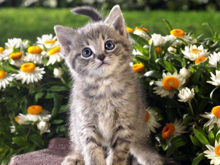 animals, Kittens, Cat, Flowers HD Wallpaper Desktop Background
