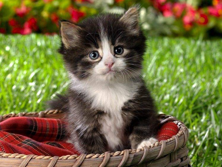 baskets, Animals, Kittens, Cat HD Wallpaper Desktop Background