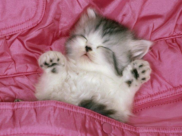 animals, Kittens, Cat, Pink HD Wallpaper Desktop Background