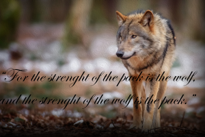 quote, Wolf, The Jungle Book