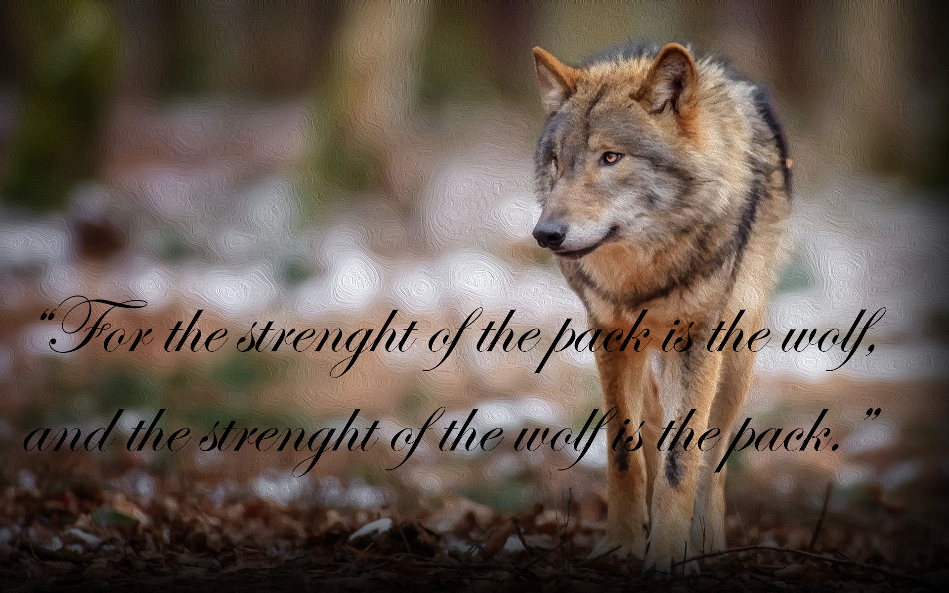 quote, Wolf, The Jungle Book Wallpaper