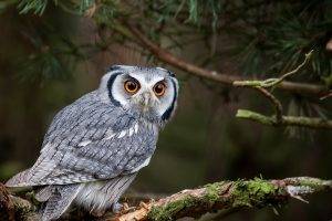 nature, Animals, Owl, Yellow Eyes, Trees, Branch, Birds, Depth Of Field, Forest