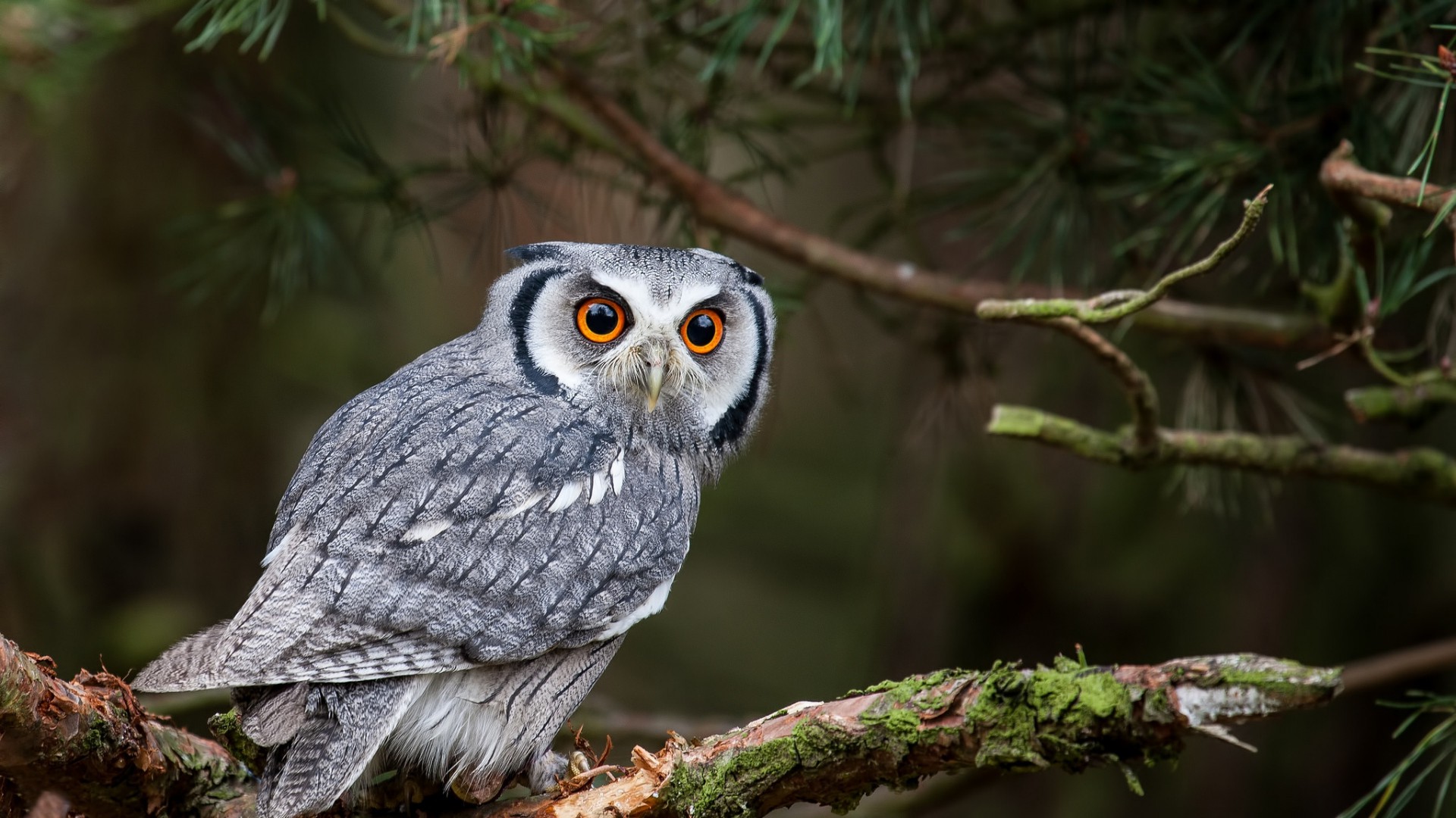 nature, Animals, Owl, Yellow Eyes, Trees, Branch, Birds, Depth Of Field, Forest Wallpaper