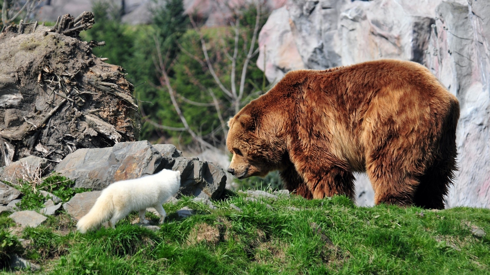 animals, Bears, Fox Wallpaper