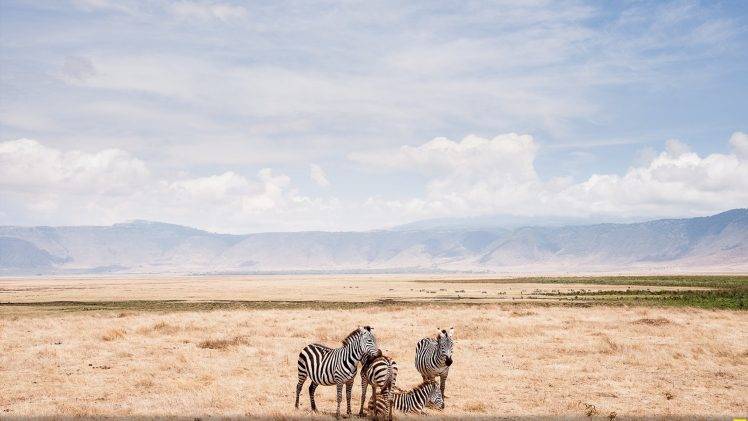 National Geographic, Zebras, Animals HD Wallpaper Desktop Background