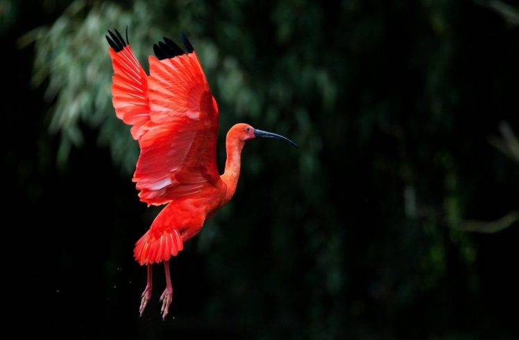 nature, Birds, Wings, Trees, Flying, Red, Depth Of Field HD Wallpaper Desktop Background