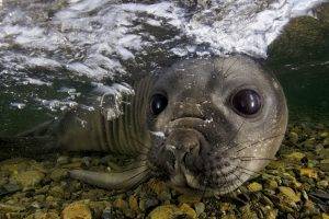 nature, Animals, Water, Sea, Underwater, Bubbles, Seals, Closeup, Moustache, Muzzles, Stones, Eyes, Swimming