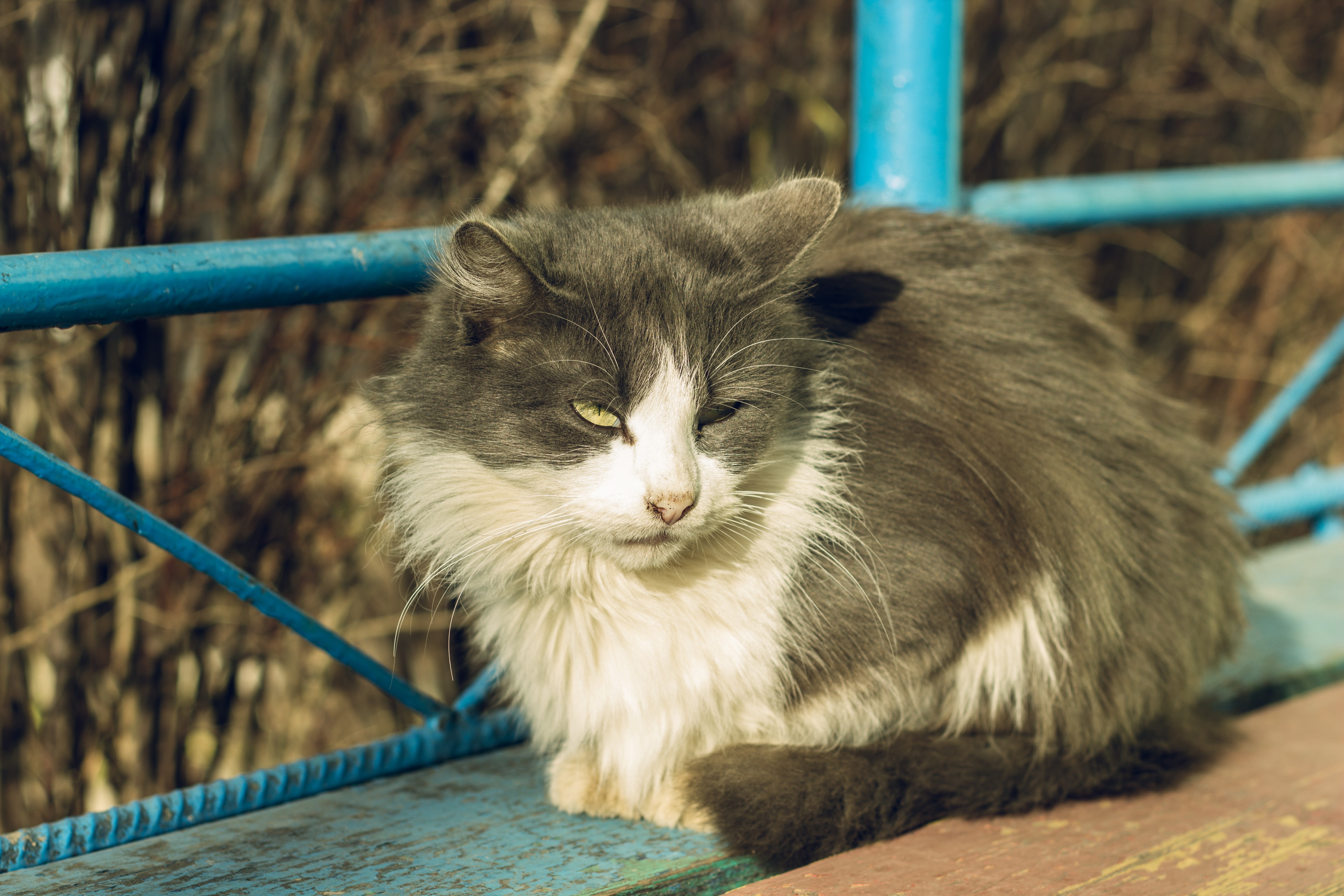 cat, Russia, Animals Wallpaper