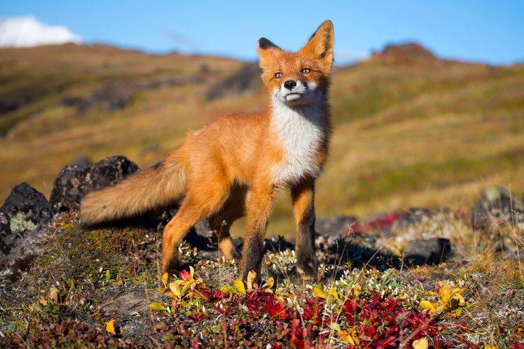 fox, Animals, Wildlife HD Wallpaper Desktop Background