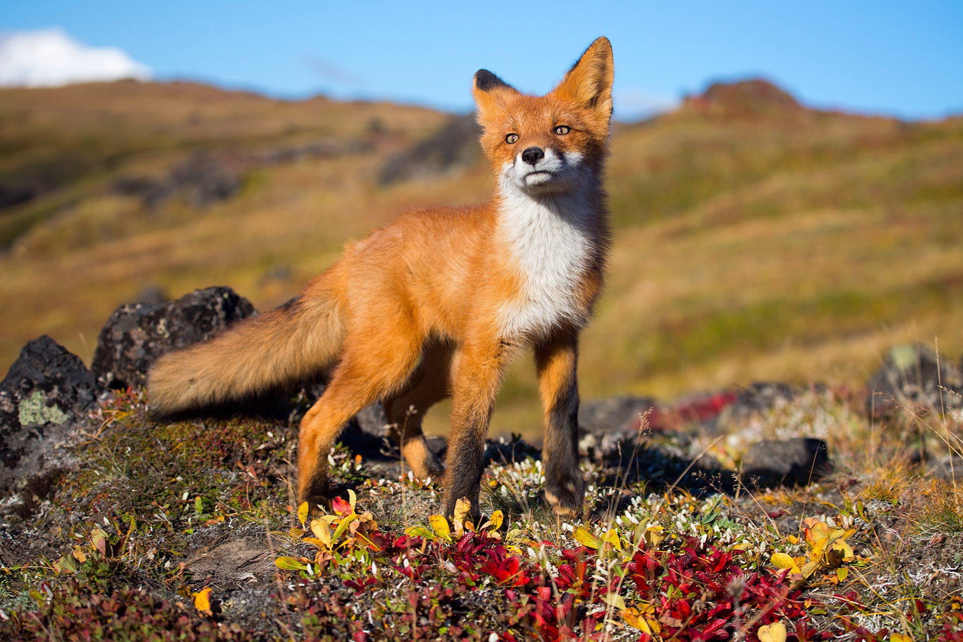 Fox, Animals, Wildlife Wallpapers Hd / Desktop And Mobile Backgrounds