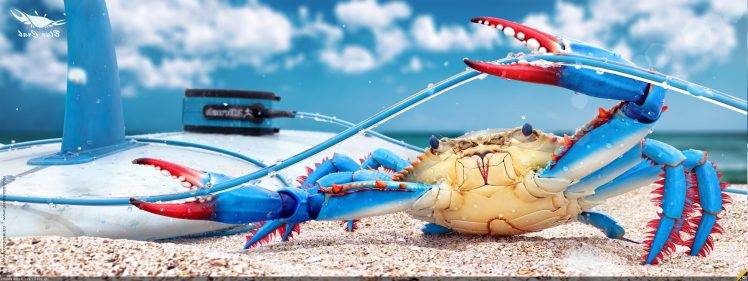 crabs, Crustaceans, Animals HD Wallpaper Desktop Background