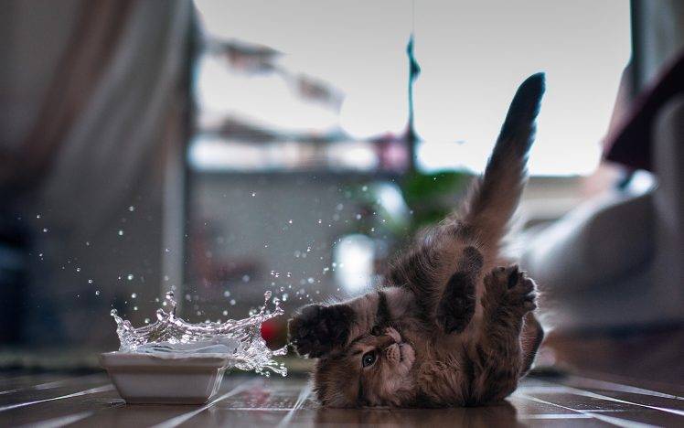 cat, Ben Torode, Splashes, Water, Animals HD Wallpaper Desktop Background