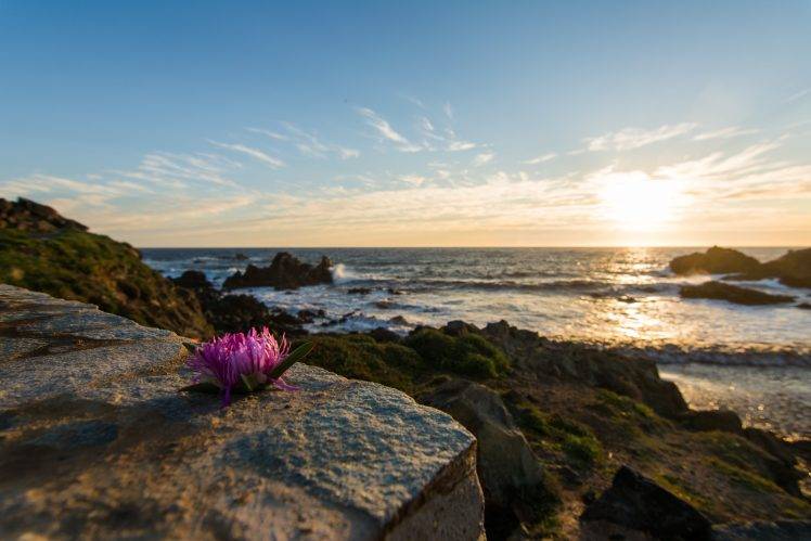 sunset, Flowers, Sea, Landscape, Corsica HD Wallpaper Desktop Background