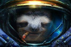 sloths, Starcraft II