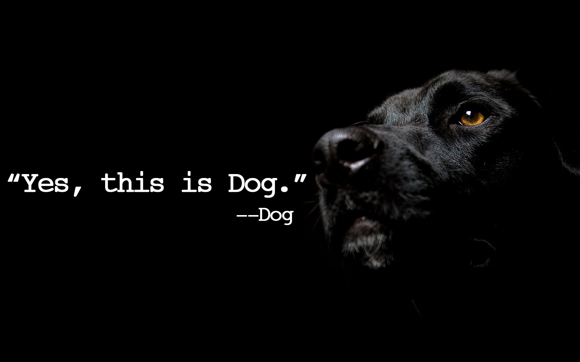 quote, Text, Dog, Depth Of Field Wallpaper