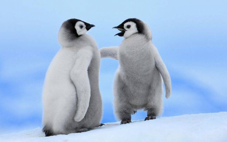 animals, Baby Animals, Penguins, Birds HD Wallpaper Desktop Background