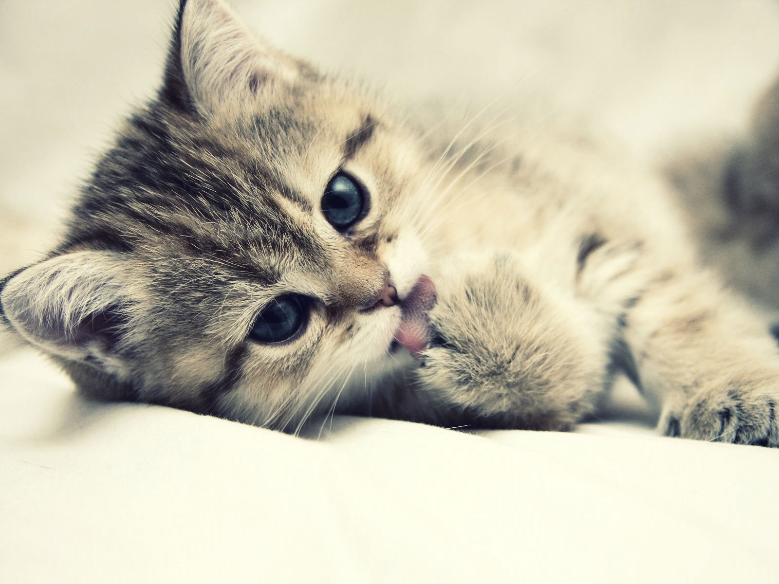 animals, Cat Wallpaper