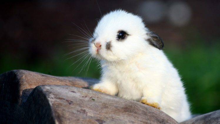baby Animals, Rabbits, Nature HD Wallpaper Desktop Background
