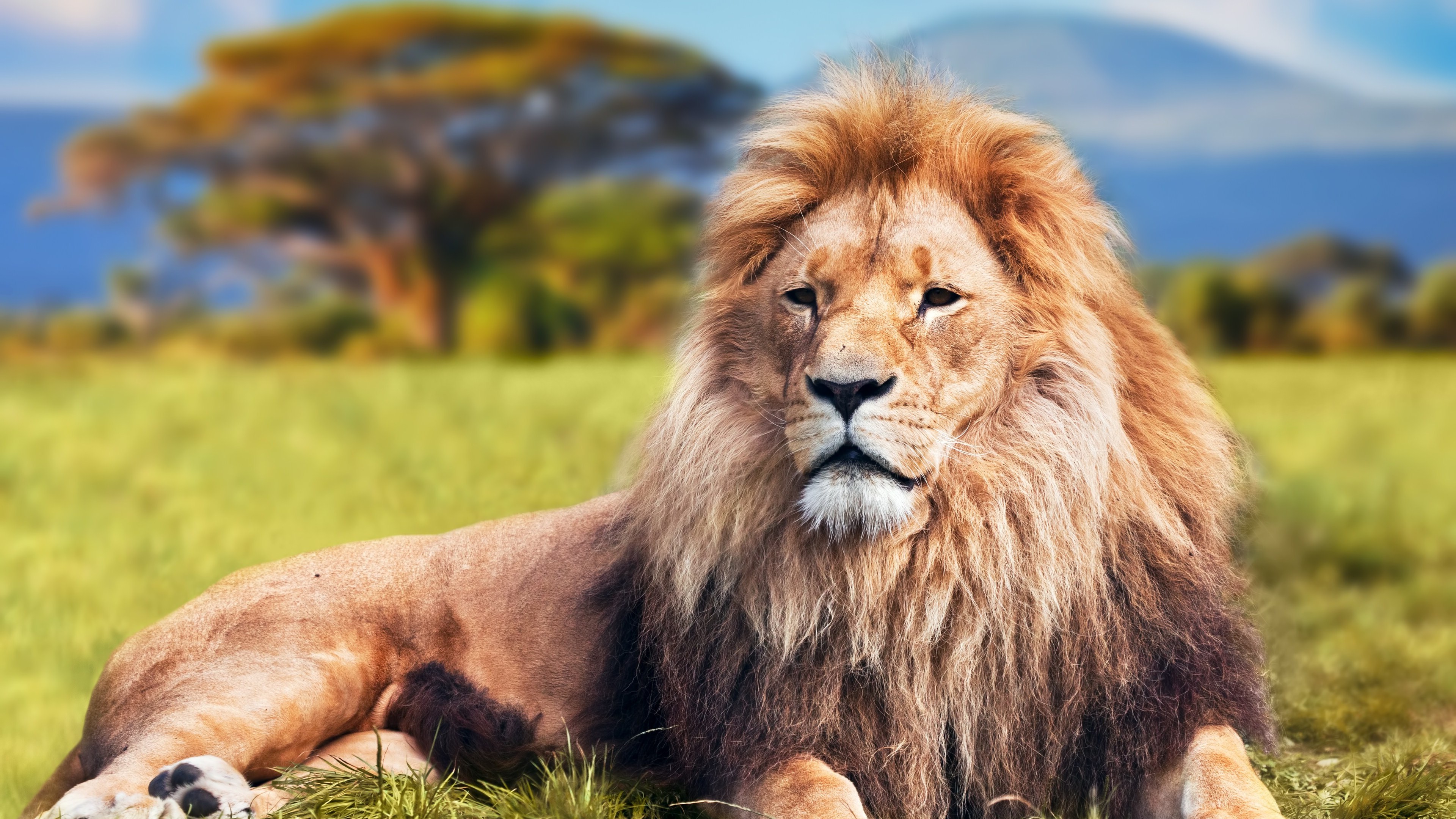 lion, Animals Wallpapers HD / Desktop and Mobile Backgrounds