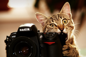 cat, Nikon, Camera, Animals, Biting