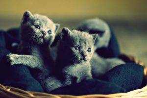 kittens, Baby Animals, Cat