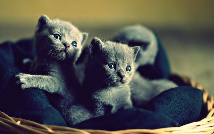 kittens, Baby Animals, Cat HD Wallpaper Desktop Background