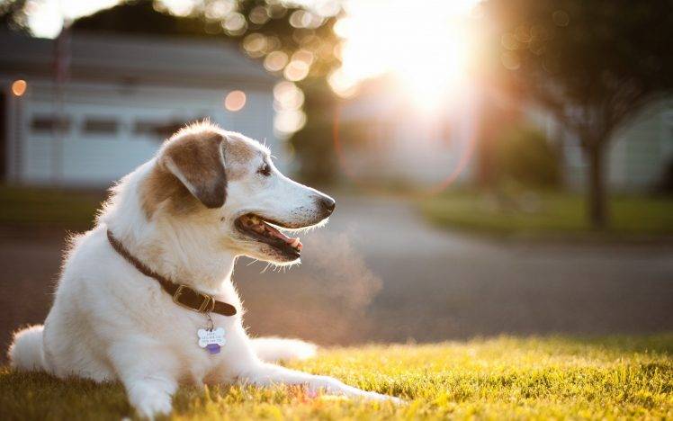 animals, Dog, Grass, Sunlight, Bokeh HD Wallpaper Desktop Background