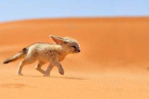fox, Desert, Animals, Nature, Fennec