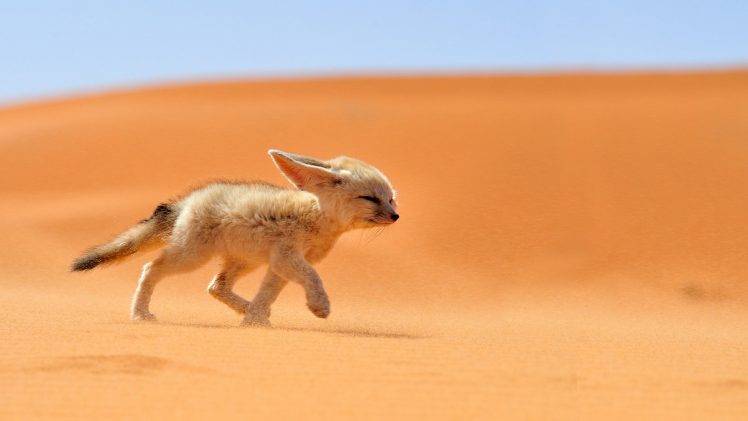 fox, Desert, Animals, Nature, Fennec HD Wallpaper Desktop Background