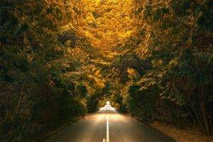 nature, Landscape, Trees, Road, Yellow, Green