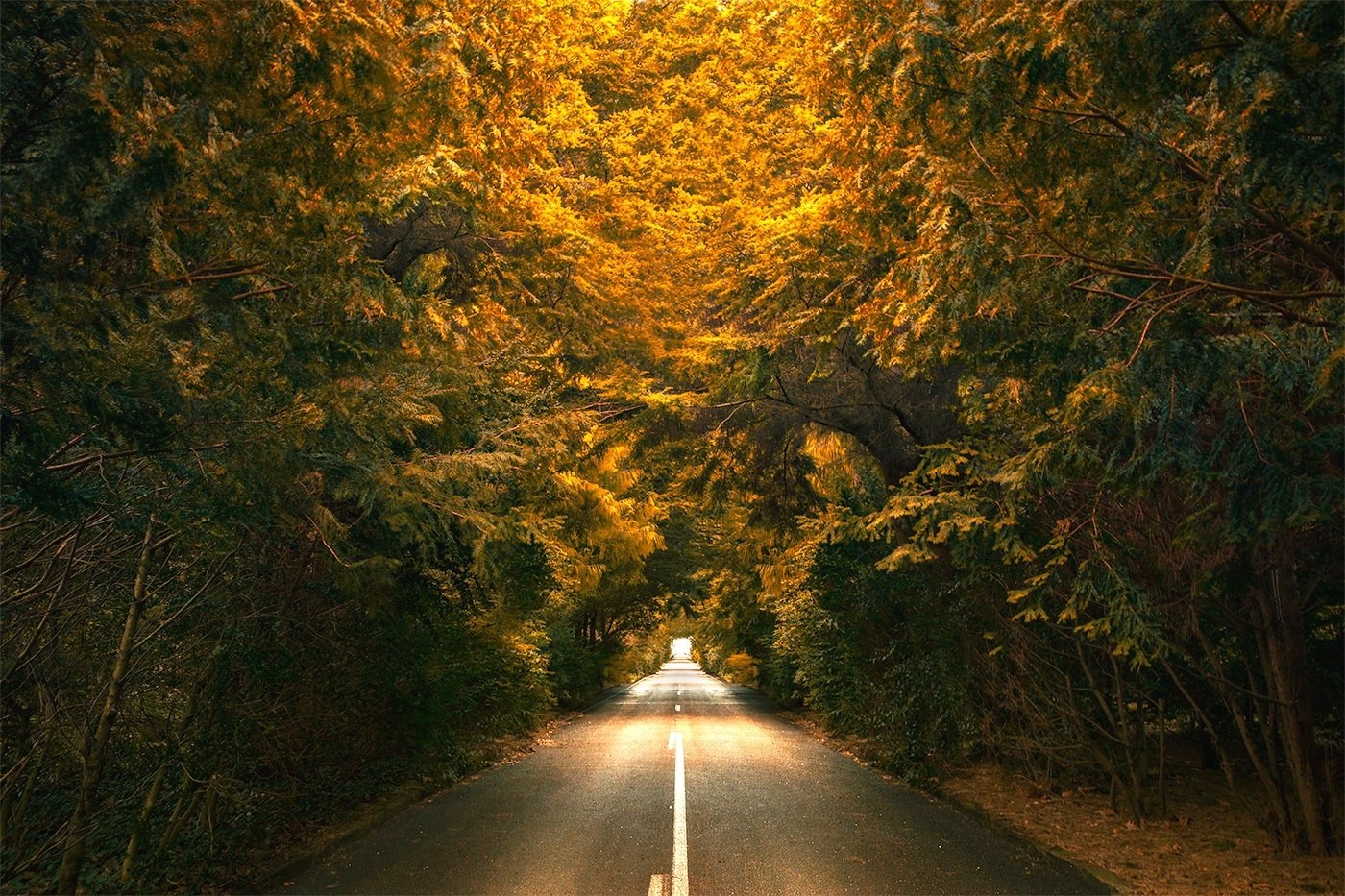 nature, Landscape, Trees, Road, Yellow, Green Wallpaper