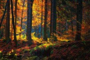 forest, Fall, Trees, Moss, Nature, Landscape