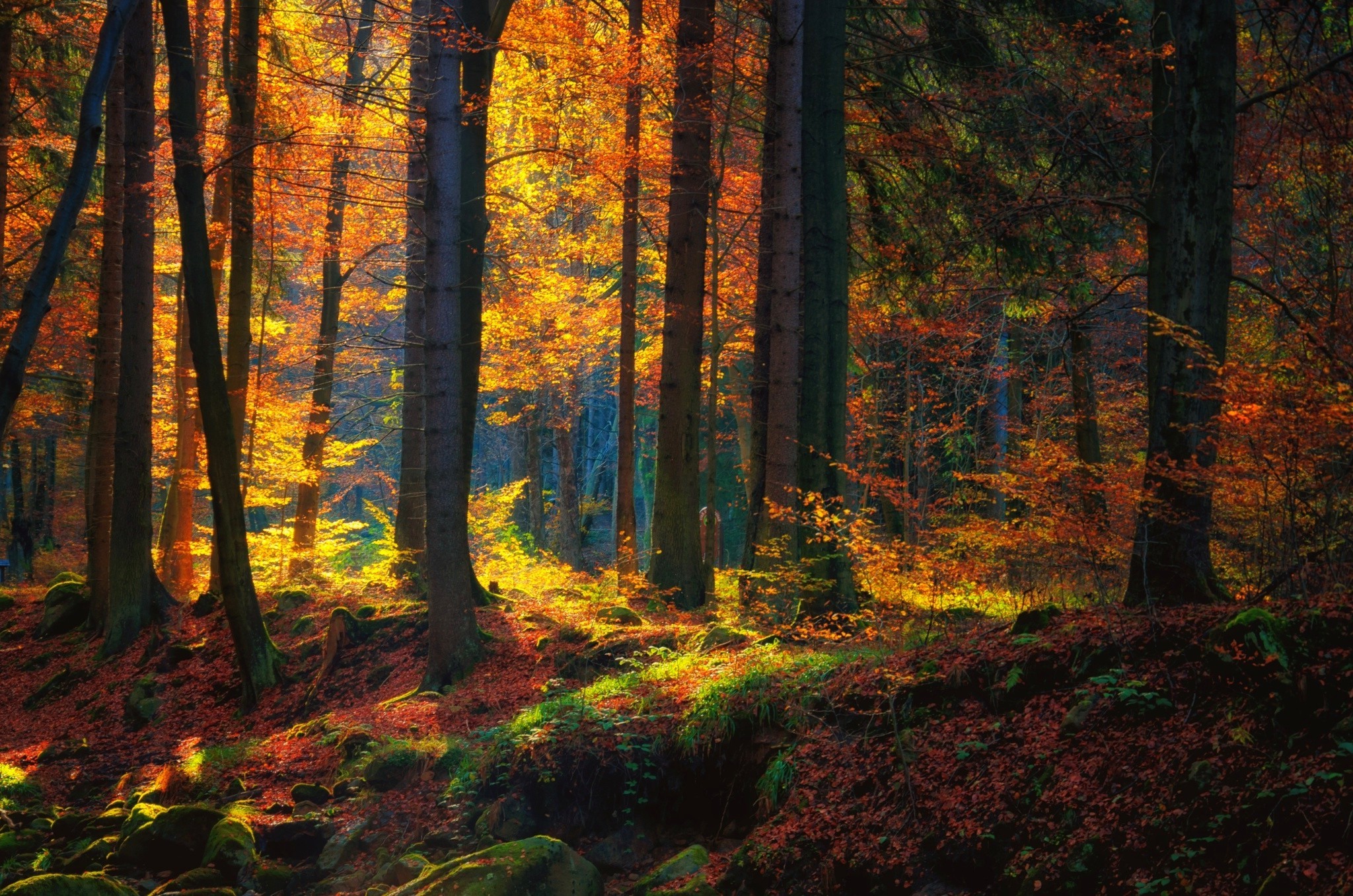 forest, Fall, Trees, Moss, Nature, Landscape Wallpaper