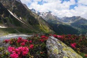 nature, Landscape, Hill, Trees, Clouds, Mountain, Snow, Rock, Flowers, Road, Forest, Moss