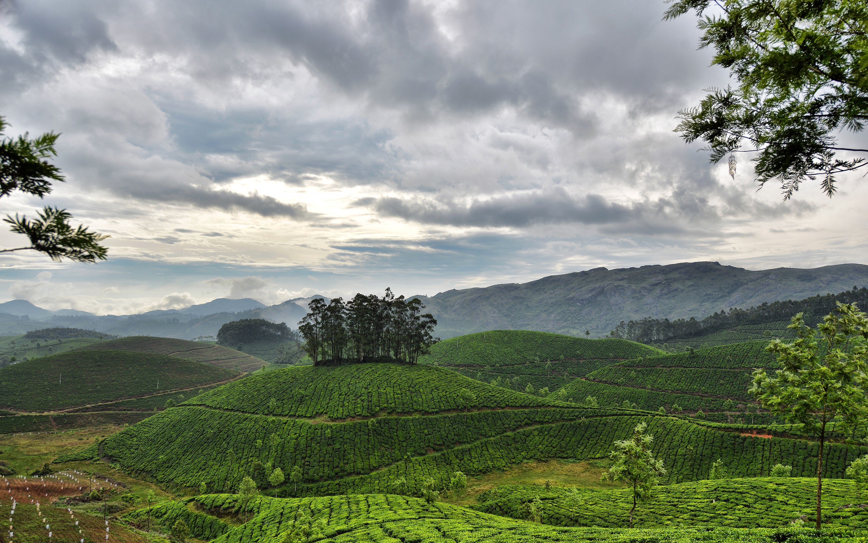 nature, Landscape, Hill, Trees, Clouds, India, Field, Plants, Mountain, Forest Wallpaper